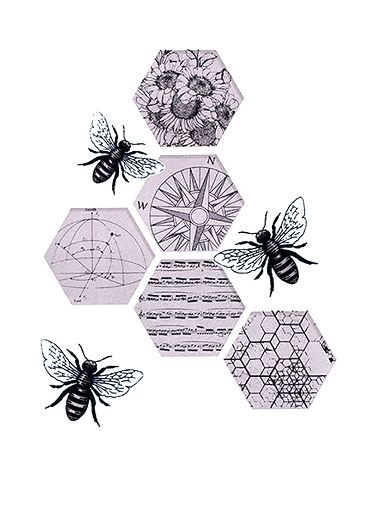 alice strange waggle dance